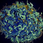 maladies infectieuses