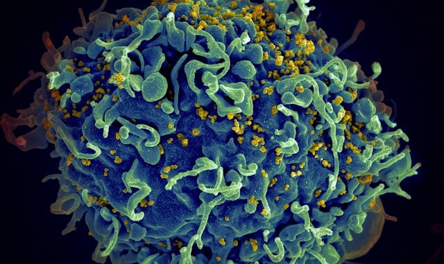 maladies infectieuses