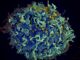 maladies infectieuses